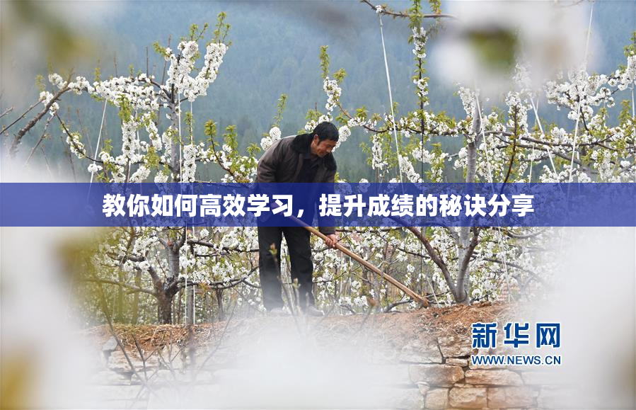 教你如何高效学习，提升成绩的秘诀分享