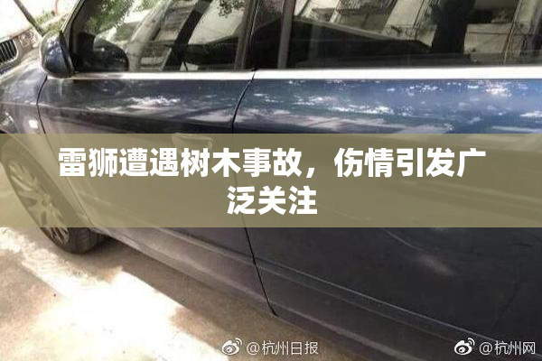 雷狮遭遇树木事故，伤情引发广泛关注
