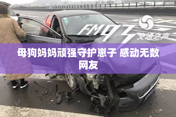 母狗妈妈顽强守护崽子 感动无数网友