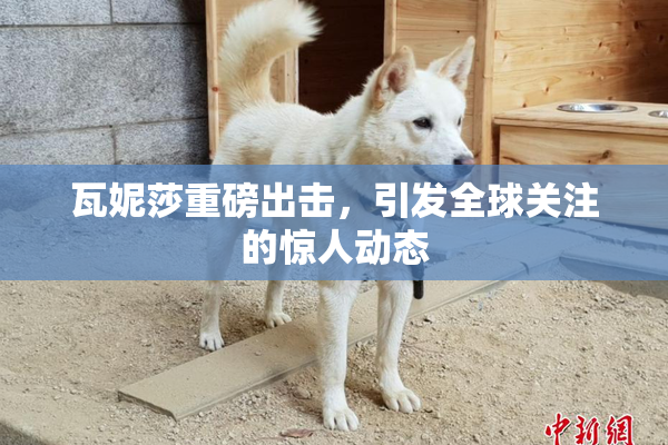 瓦妮莎重磅出击，引发全球关注的惊人动态