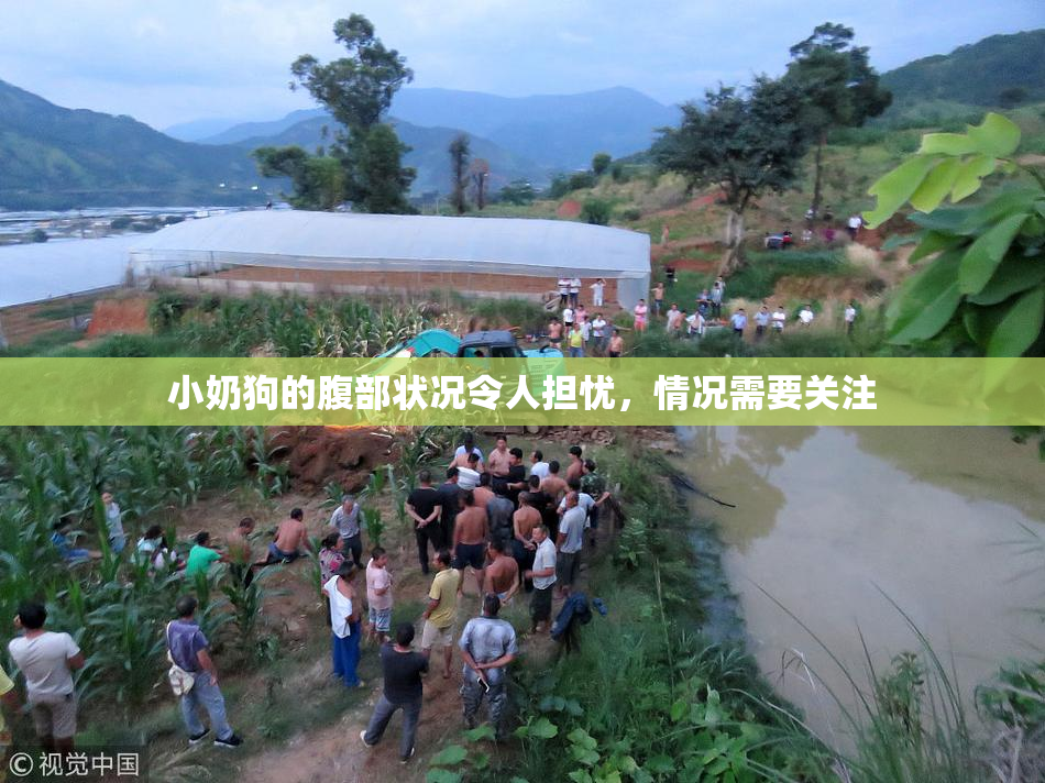小奶狗的腹部状况令人担忧，情况需要关注