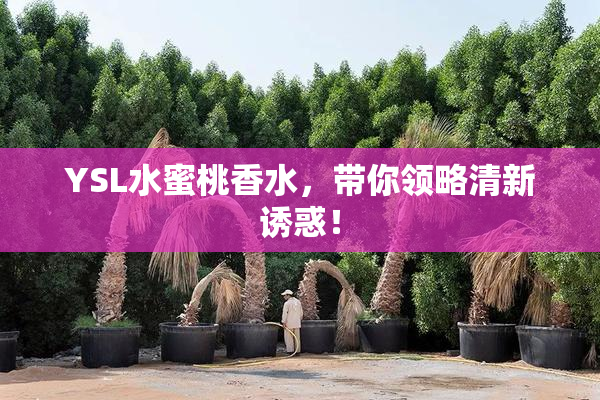 YSL水蜜桃香水，带你领略清新诱惑！
