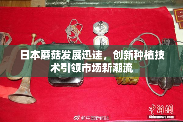 日本蘑菇发展迅速，创新种植技术引领市场新潮流