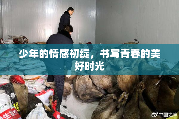 少年的情感初绽，书写青春的美好时光
