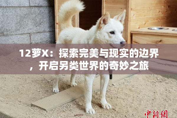 12萝X：探索完美与现实的边界，开启另类世界的奇妙之旅