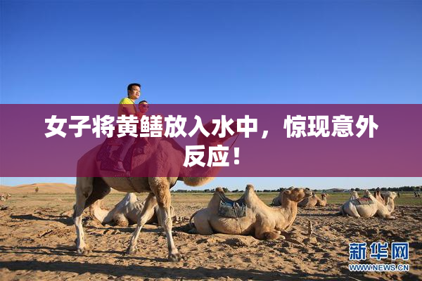 女子将黄鳝放入水中，惊现意外反应！