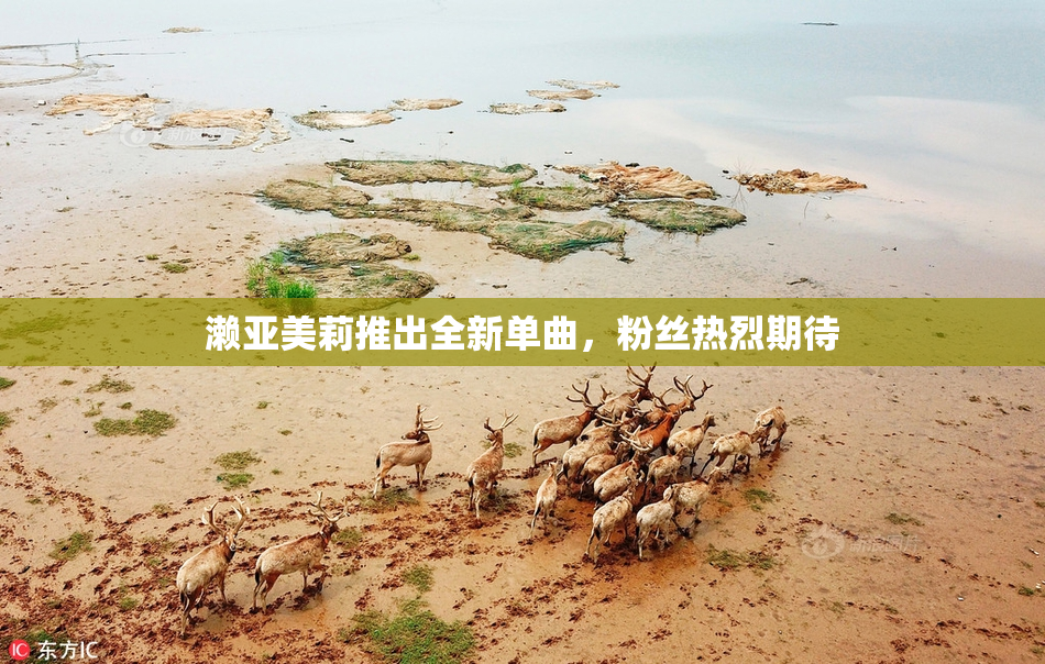 濑亚美莉推出全新单曲，粉丝热烈期待
