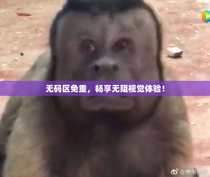 无码区免重，畅享无阻视觉体验！