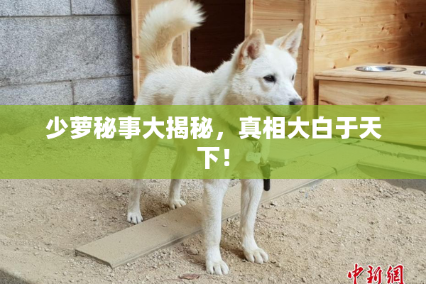 少萝秘事大揭秘，真相大白于天下！