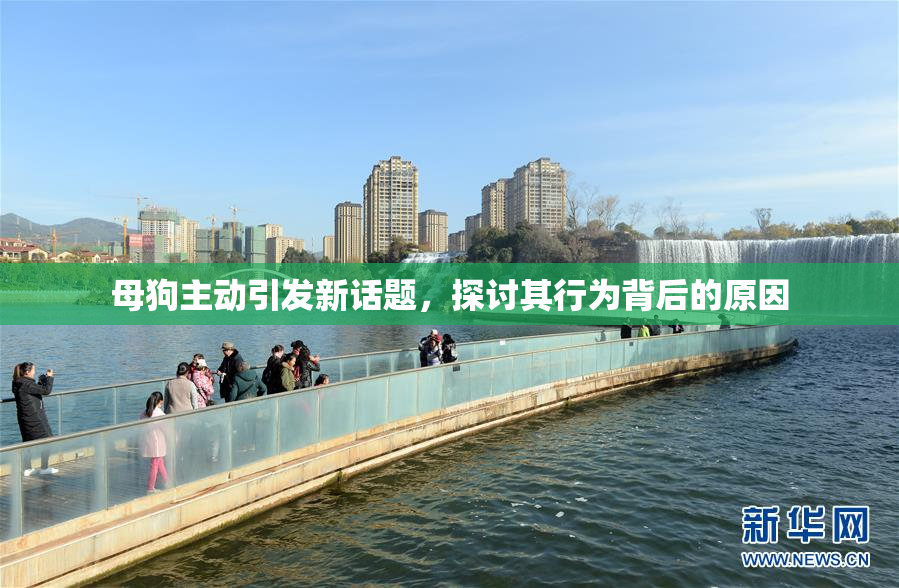 母狗主动引发新话题，探讨其行为背后的原因