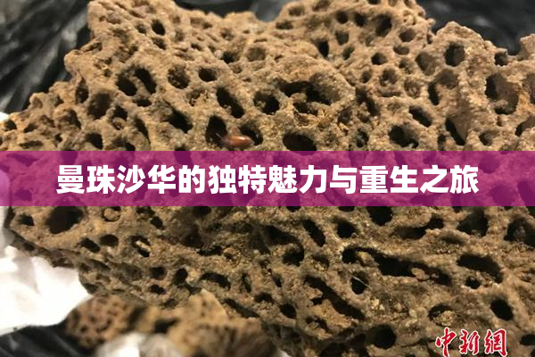 曼珠沙华的独特魅力与重生之旅