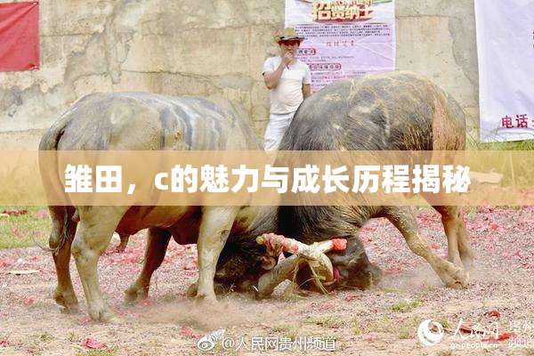 雏田，c的魅力与成长历程揭秘