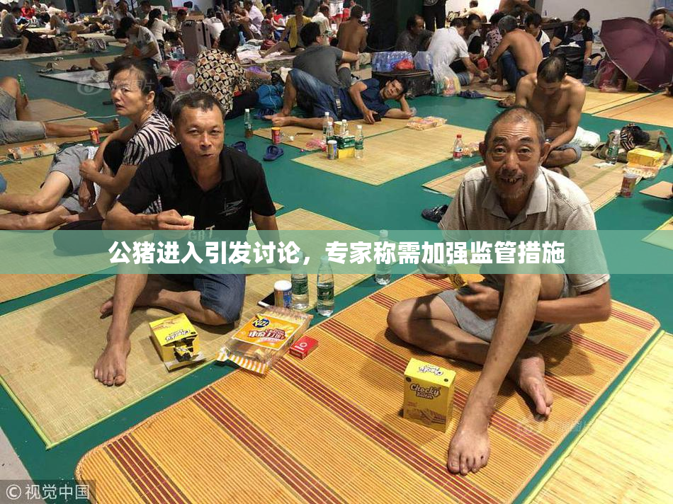 公猪进入引发讨论，专家称需加强监管措施