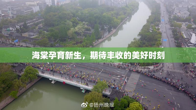 海棠孕育新生，期待丰收的美好时刻