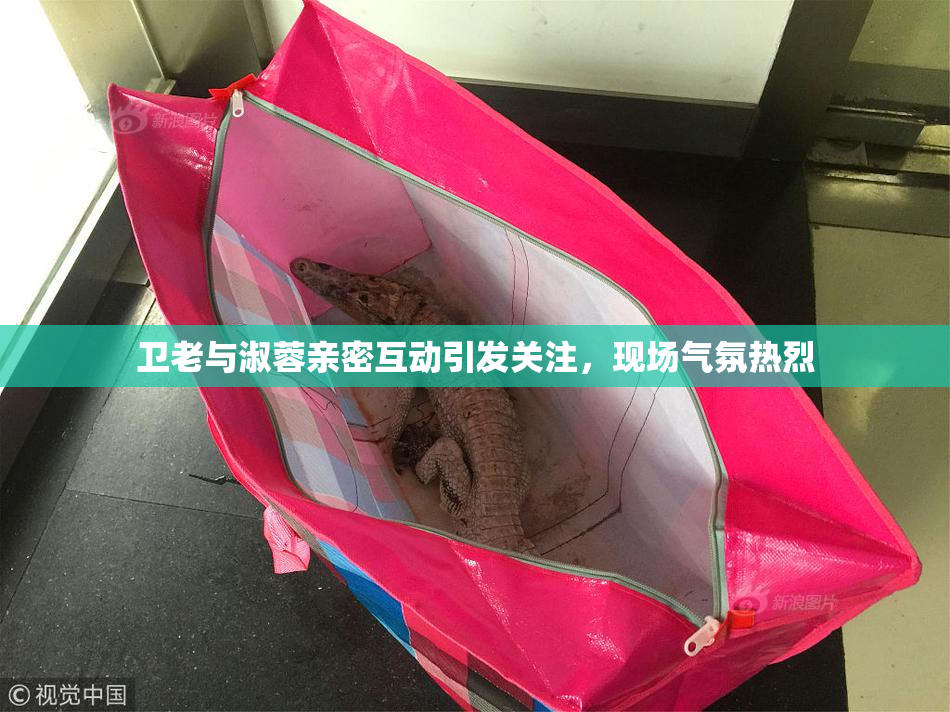 卫老与淑蓉亲密互动引发关注，现场气氛热烈