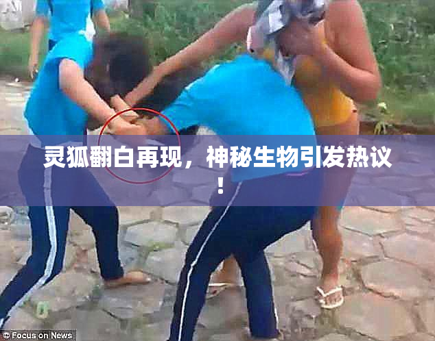 灵狐翻白再现，神秘生物引发热议！