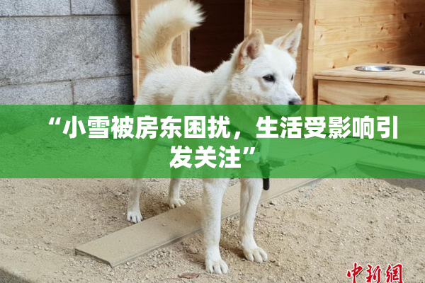 “小雪被房东困扰，生活受影响引发关注”