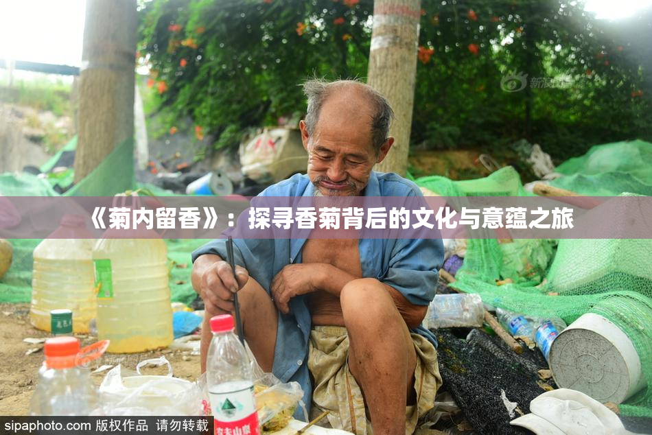 《菊内留香》：探寻香菊背后的文化与意蕴之旅