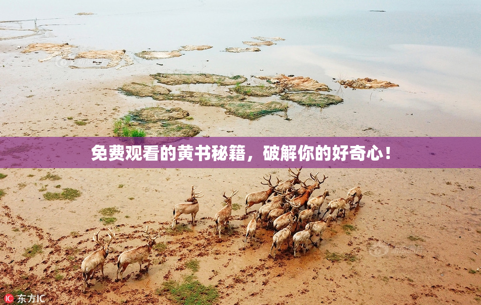 免费观看的黄书秘籍，破解你的好奇心！