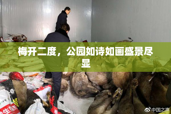 梅开二度，公园如诗如画盛景尽显