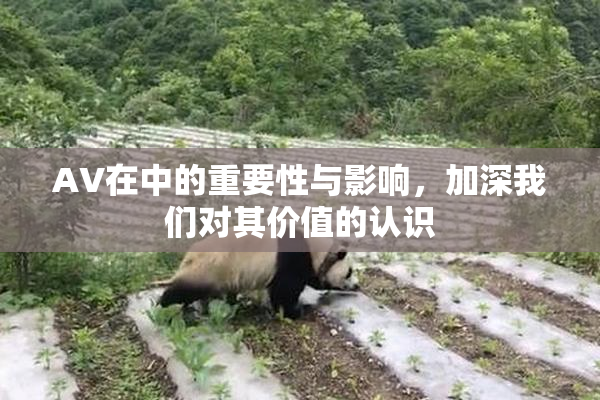 AV在中的重要性与影响，加深我们对其价值的认识