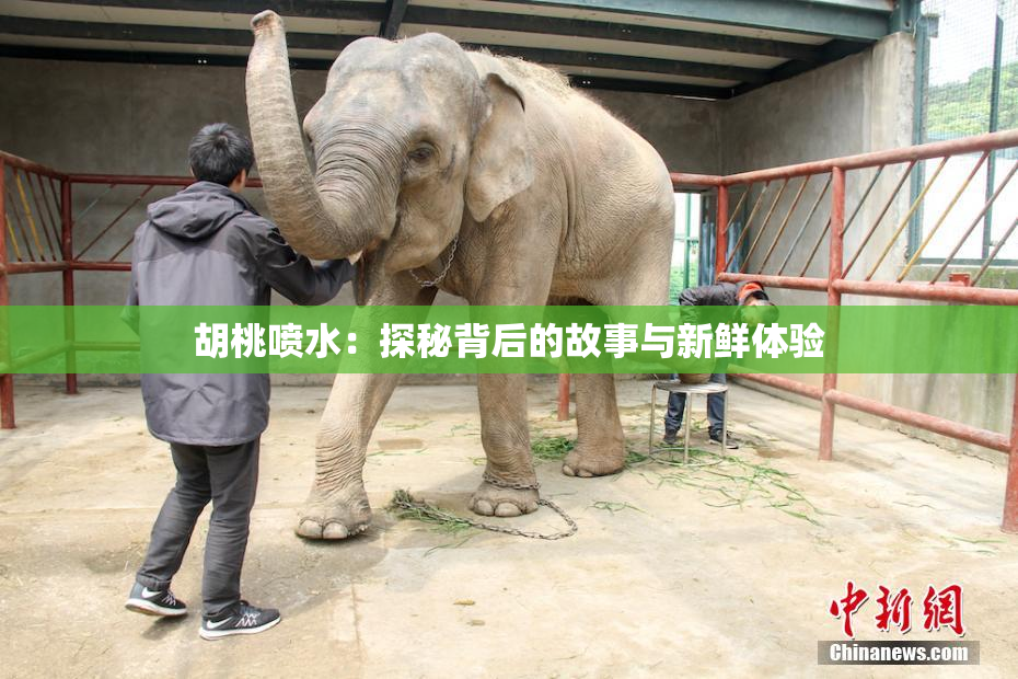 胡桃喷水：探秘背后的故事与新鲜体验