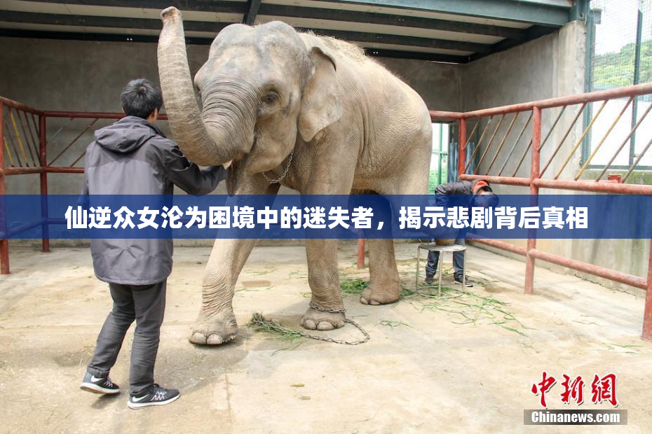 仙逆众女沦为困境中的迷失者，揭示悲剧背后真相