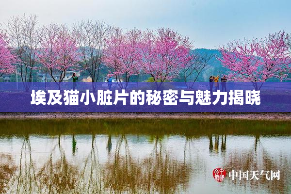 埃及猫小脏片的秘密与魅力揭晓