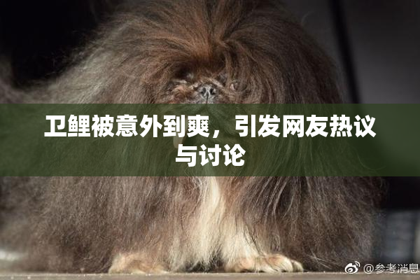 卫鲤被意外到爽，引发网友热议与讨论