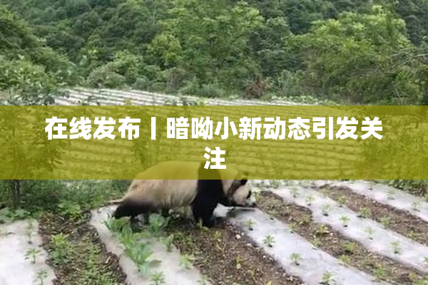 在线发布丨暗呦小新动态引发关注