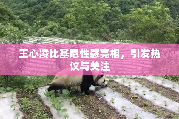 王心凌比基尼性感亮相，引发热议与关注