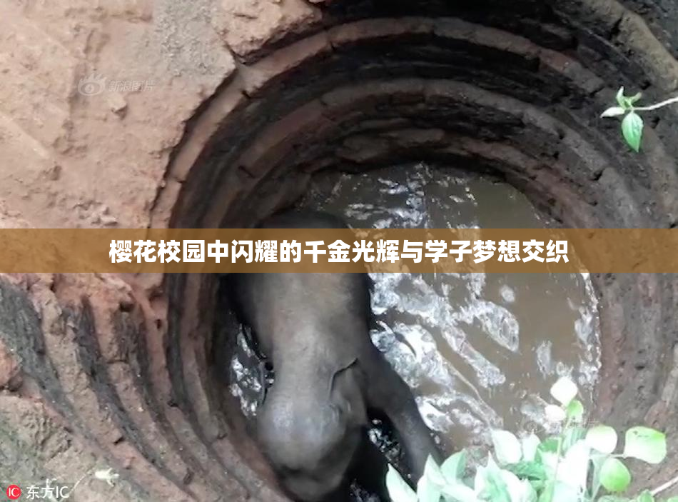 樱花校园中闪耀的千金光辉与学子梦想交织