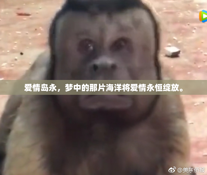 爱情岛永，梦中的那片海洋将爱情永恒绽放。
