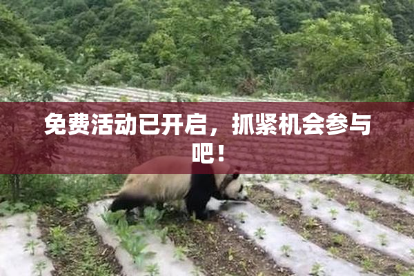 免费活动已开启，抓紧机会参与吧！