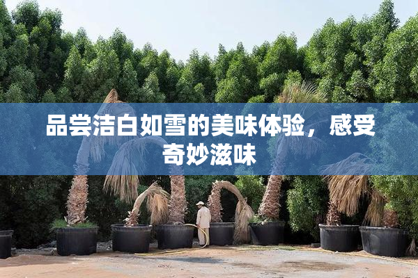 品尝洁白如雪的美味体验，感受奇妙滋味
