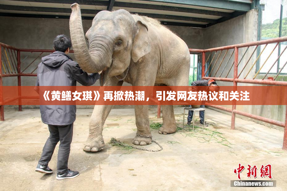 《黄鳝女琪》再掀热潮，引发网友热议和关注