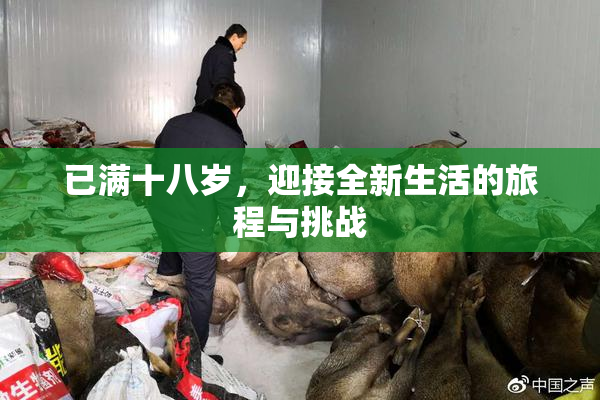 已满十八岁，迎接全新生活的旅程与挑战