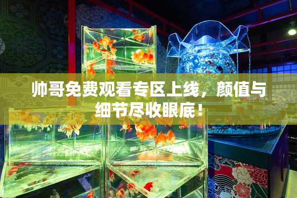 帅哥免费观看专区上线，颜值与细节尽收眼底！