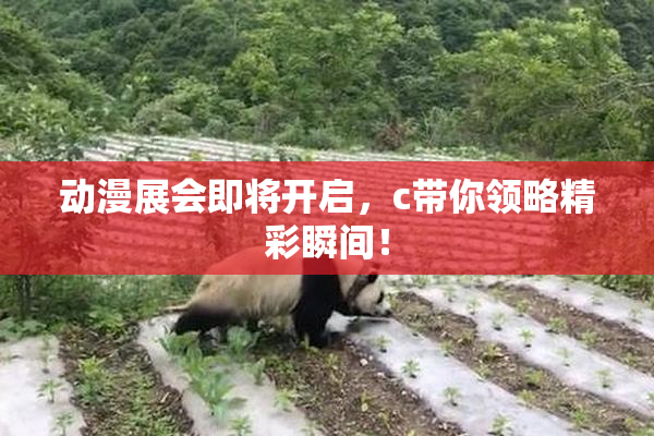 动漫展会即将开启，c带你领略精彩瞬间！