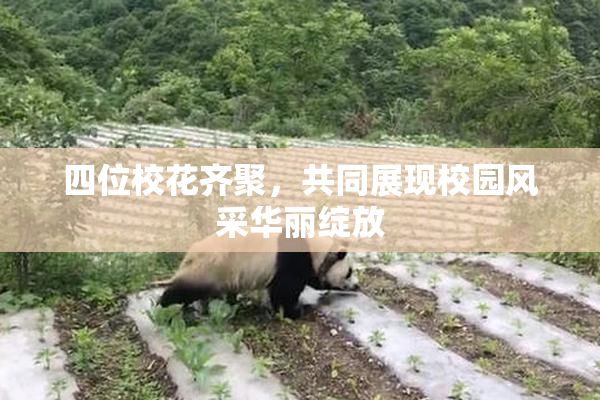 四位校花齐聚，共同展现校园风采华丽绽放