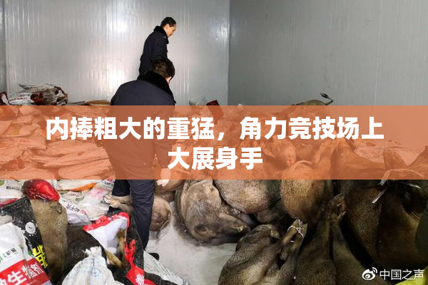 内捧粗大的重猛，角力竞技场上大展身手