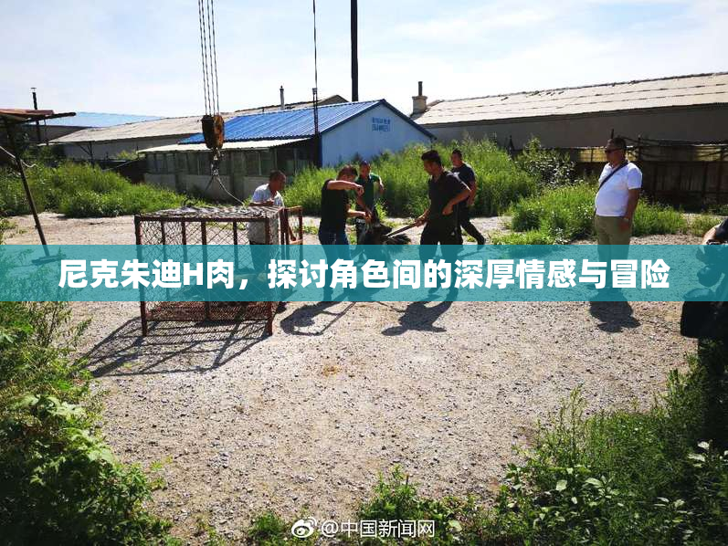 尼克朱迪H肉，探讨角色间的深厚情感与冒险