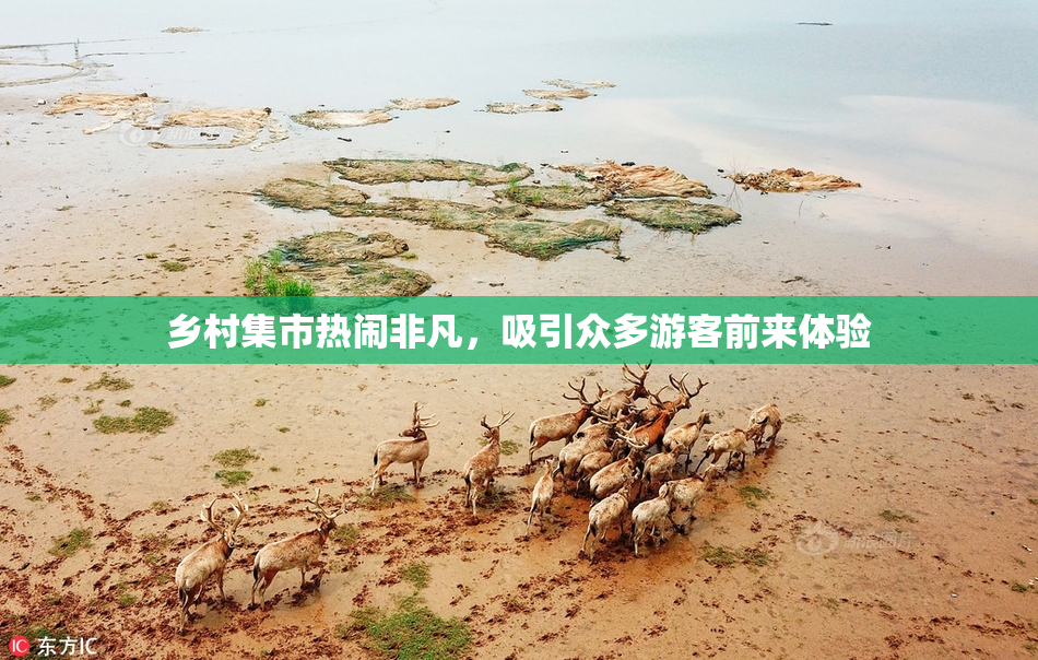 乡村集市热闹非凡，吸引众多游客前来体验