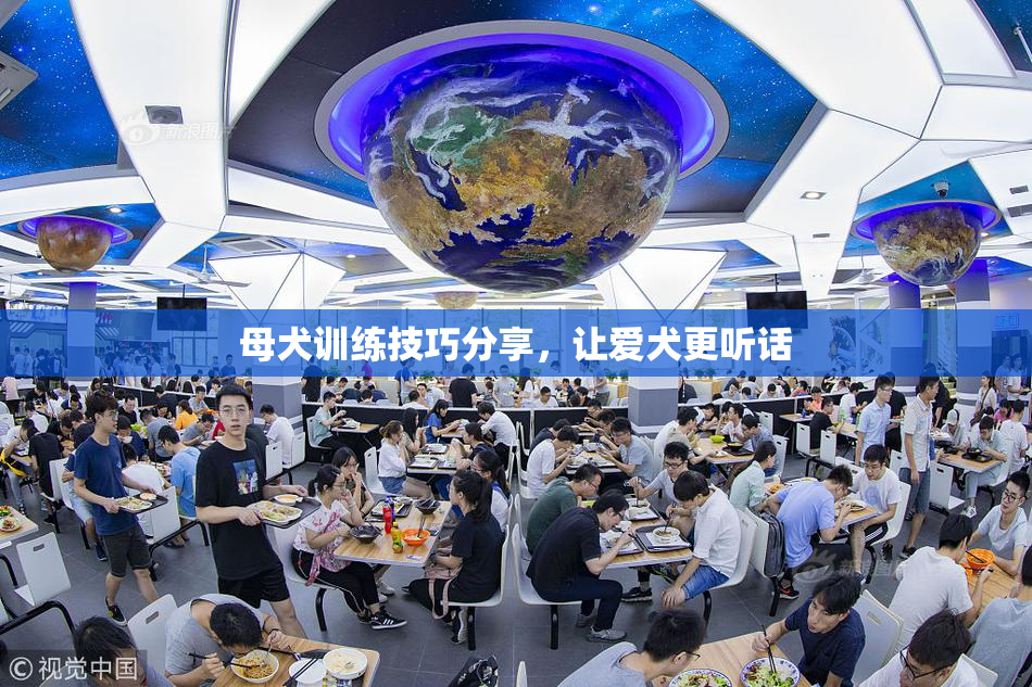 母犬训练技巧分享，让爱犬更听话