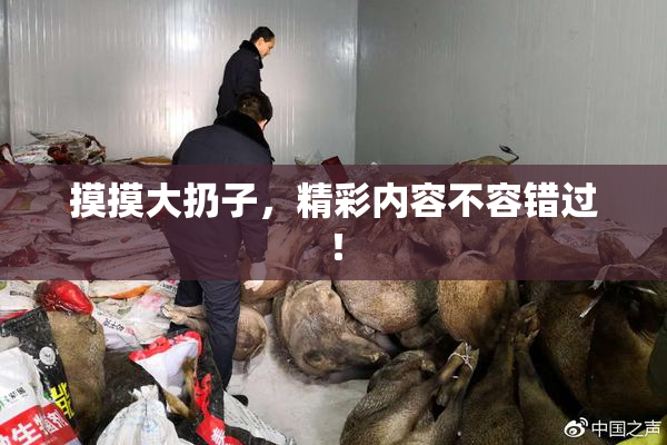 摸摸大扔子，精彩内容不容错过！