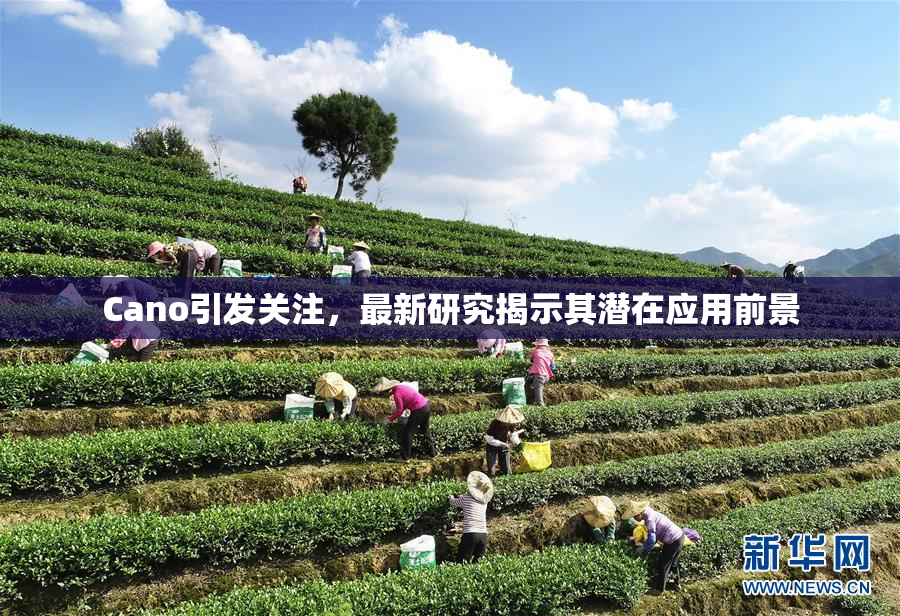 Cano引发关注，最新研究揭示其潜在应用前景