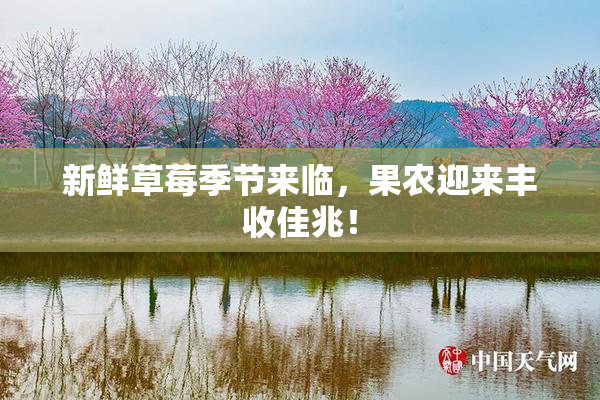 新鲜草莓季节来临，果农迎来丰收佳兆！