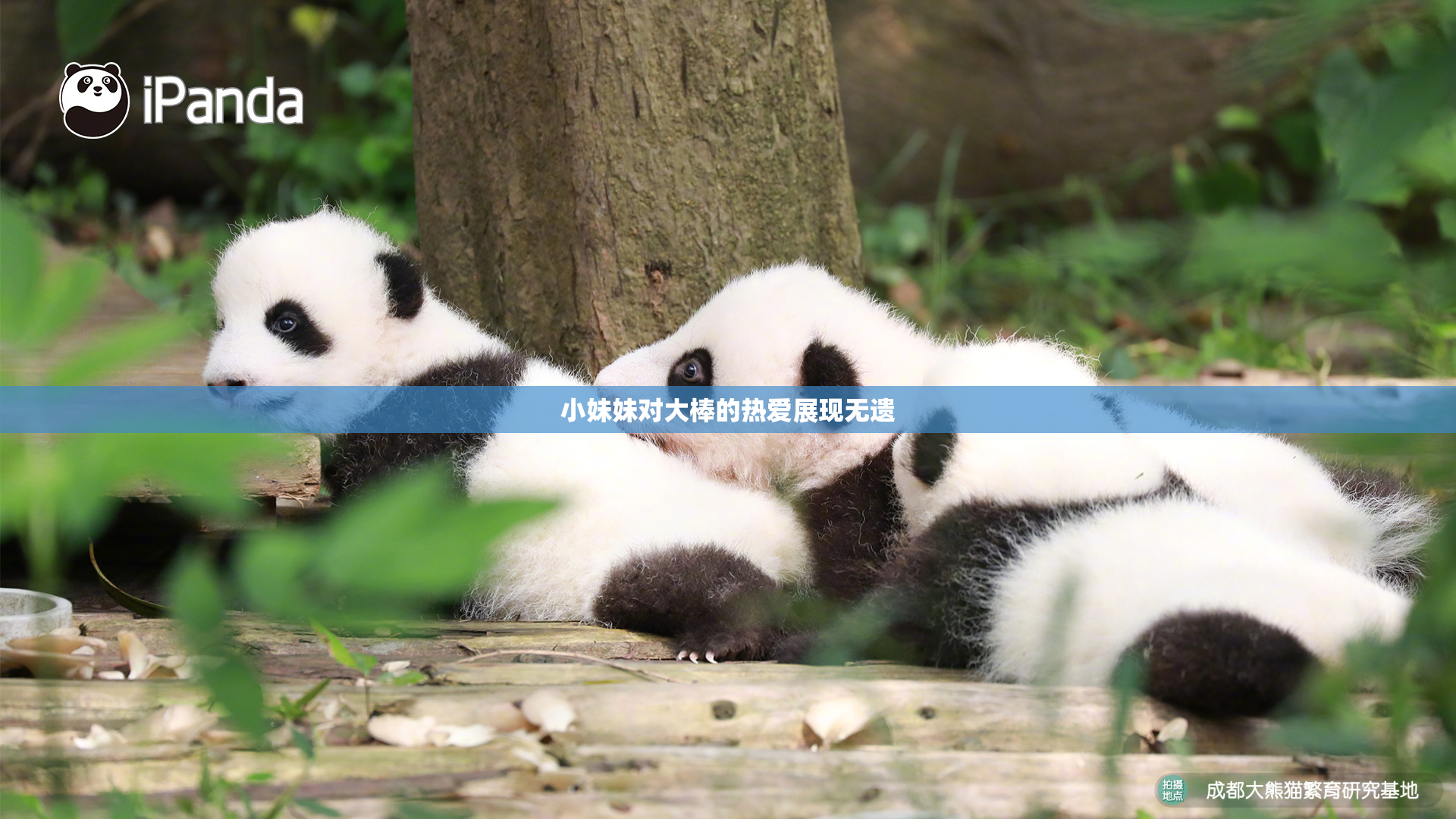 小妹妹对大棒的热爱展现无遗