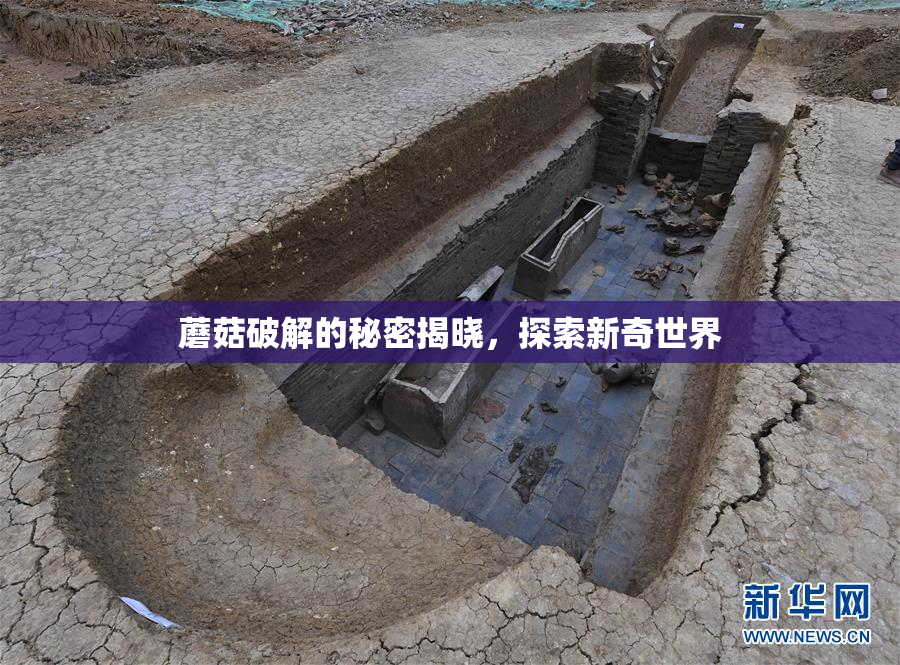 蘑菇破解的秘密揭晓，探索新奇世界
