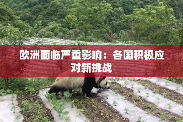 欧洲面临严重影响：各国积极应对新挑战
